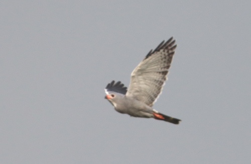 Lizard Buzzard