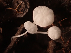 Hemimycena mauretanica