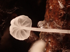Hemimycena mauretanica