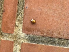 Coccinellini