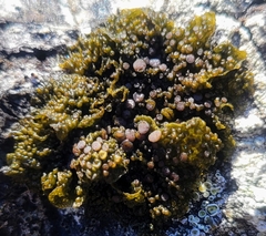 Collema nigrescens