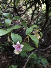 Elytropus chilensis