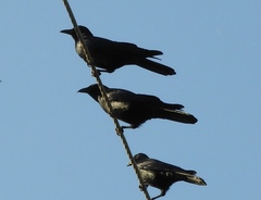 Corvus sinaloae