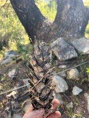 Pinus wallichiana