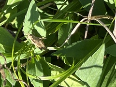 Tettigidea lateralis