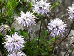 Globularia cordifolia