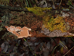 Badhamia utricularis