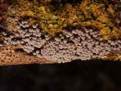 Badhamia utricularis