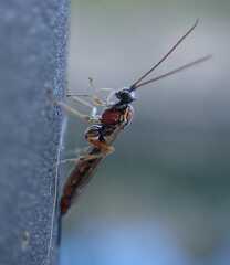 Tromatobia lineatoria