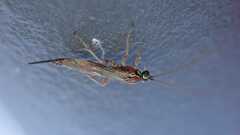 Tromatobia lineatoria