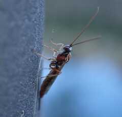 Tromatobia lineatoria