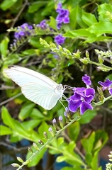 Ascia monuste monuste