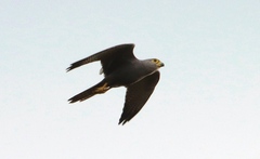 Falco ardosiaceus