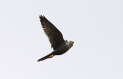Falco ardosiaceus