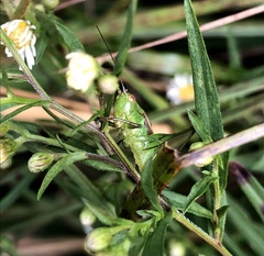 Conocephalus brevipennis