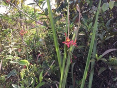 Epidendrum cinnabarinum