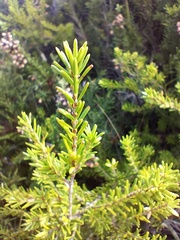 Erica cinerea