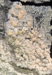 Lecanora