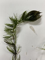 Ceratophyllum echinatum