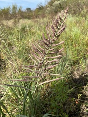 Paspalum floridanum