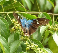 Astraptes fulgerator azul