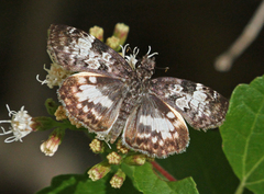 Chiomara asychis