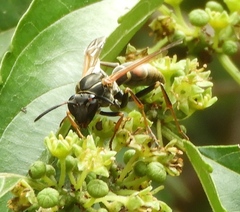 Polistes pacificus