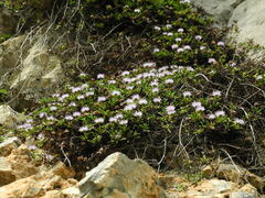 Globularia repens