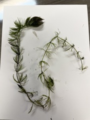 Ceratophyllum echinatum