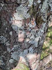 Pinus wallichiana