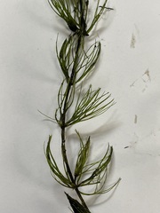 Ceratophyllum echinatum
