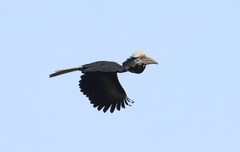 Yellow-Casqued Hornbill photo 2