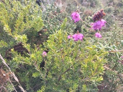 Erica cinerea