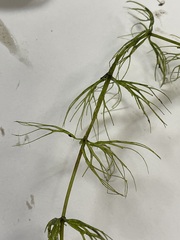 Ceratophyllum echinatum