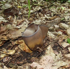 Geoscypha violacea