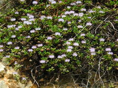 Globularia repens