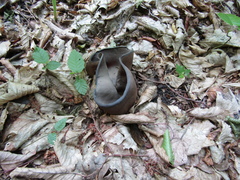 Geoscypha violacea