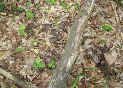 Geoscypha violacea
