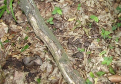 Geoscypha violacea