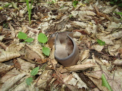 Geoscypha violacea