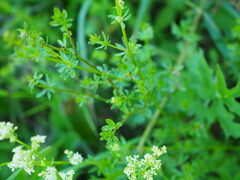 Galium odoratum