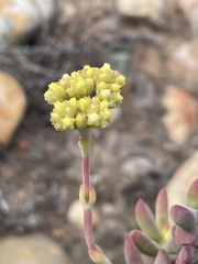 Crassula mollis