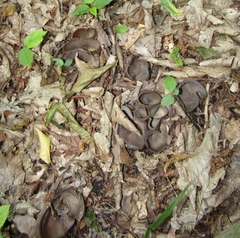 Geoscypha violacea