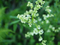 Galium odoratum