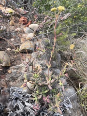 Crassula mollis