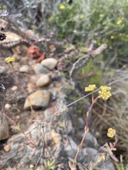 Crassula mollis
