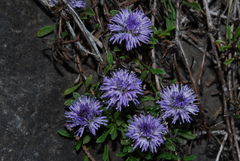 Globularia repens