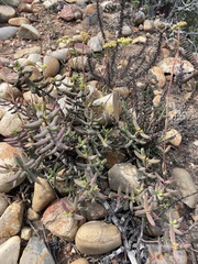 Crassula mollis