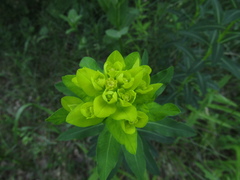 Euphorbia semivillosa