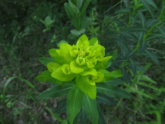 Euphorbia semivillosa